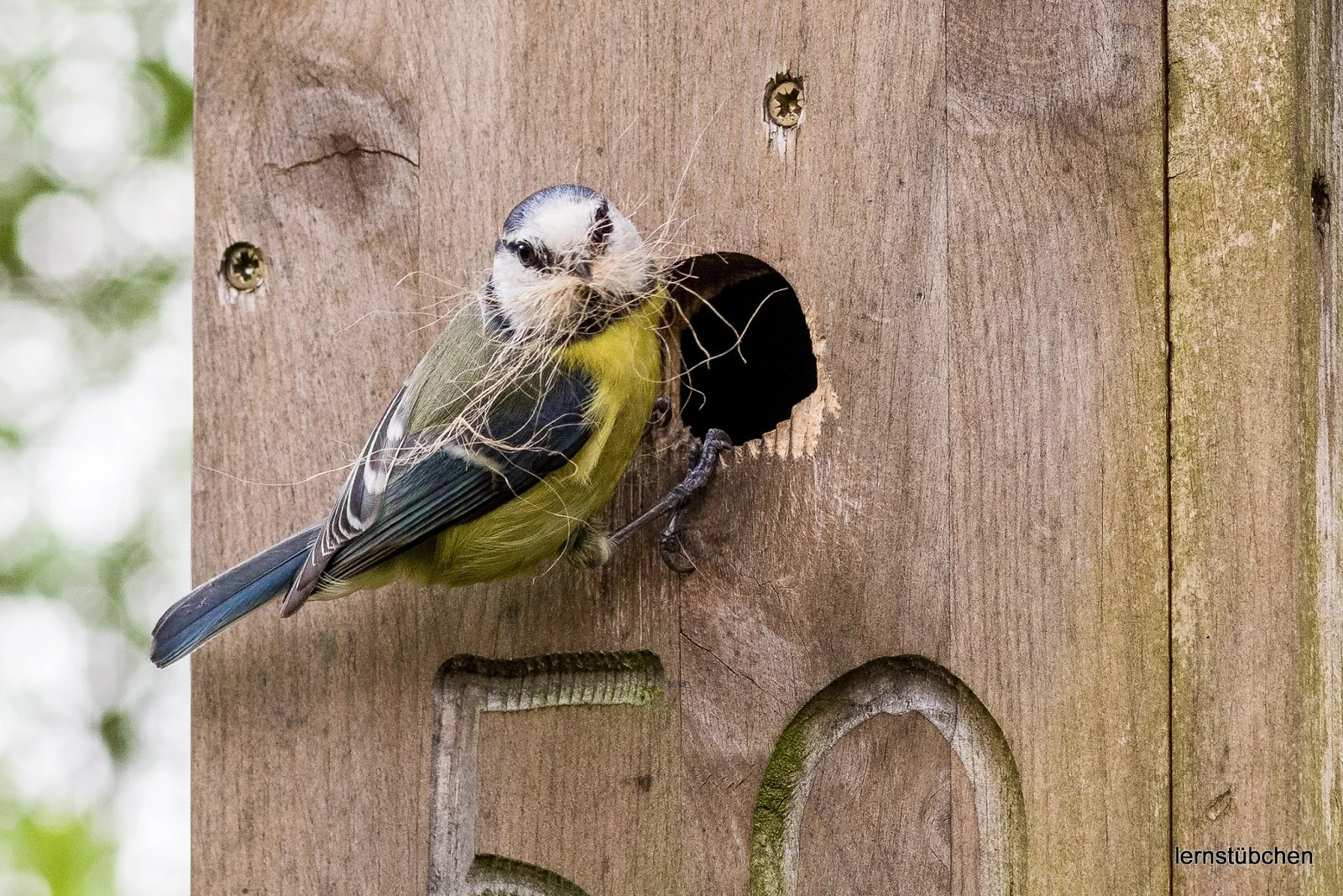 im Augenblick lockt der Garten